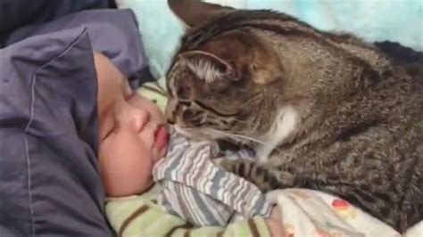 Best Funny Moment Baby Plays With Cat Big Daddy YouTube