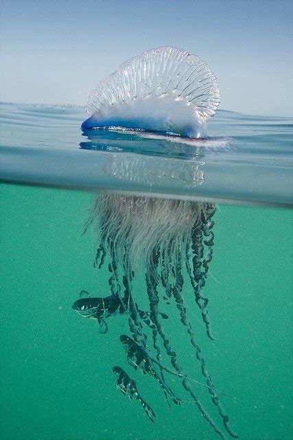 Other interesting portuguese man o' war facts: Just Another Static Heart: Animal Fun Fact: The Portuguese ...