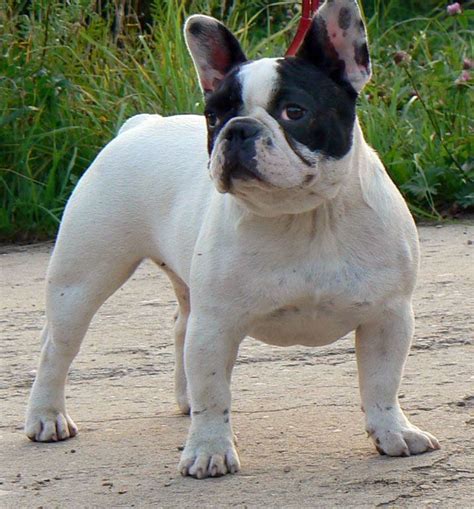 The fbdca is dedicated to promoting and protecting the french bulldog and its standard (the ideal for which all reputable breeders strive). french bulldog | French Bulldog Male | Dog breeder, French ...