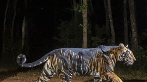 Nature Is Amazing Photos Of Rare Black Tiger Found In Odisha