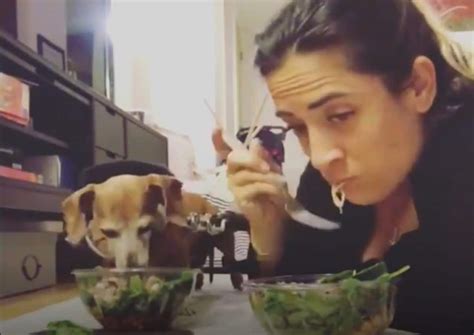 The Story Of A Woman Who Loves To Eat Dinner With Her Pet Dog All Dog