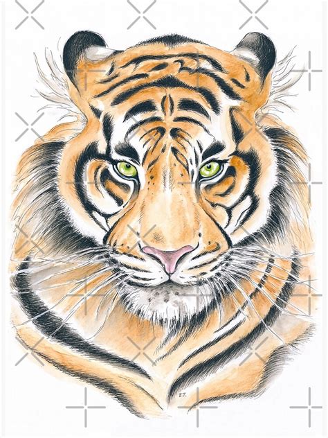 Bengal Tiger Grumpster Watercolor Ink Drawing Poster By Eveystudios