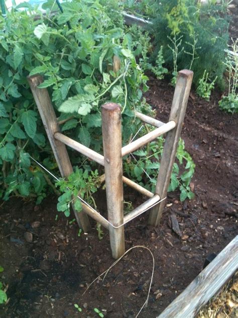 Bar Stool To Tomato Plant Support Tomato Plants Support Greenhouse