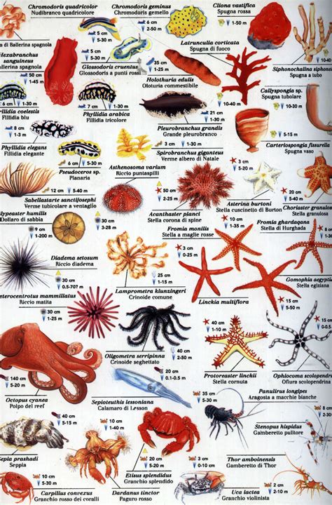 Red Sea Fishes Sea Fish Fish Chart Ocean Creatures