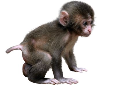 Monkey Png Isolated Hd Png Mart