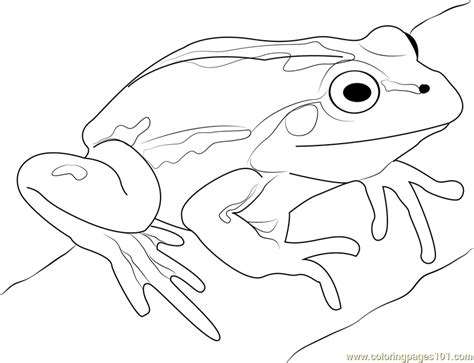 Cute Frog Coloring Page For Kids Free Frog Printable Coloring Pages