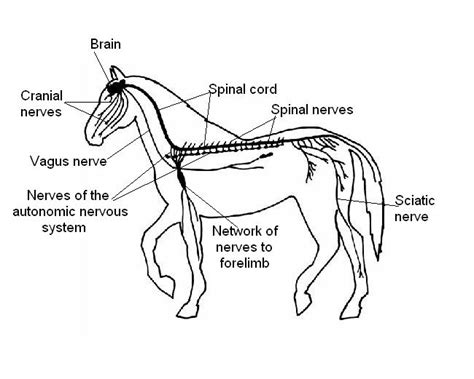 The Anatomy And Physiology Of Animalsnervous System Worksheet