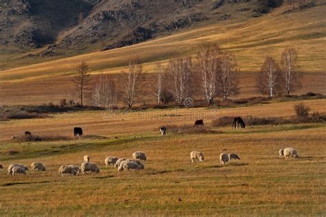 Sheep On The Free Meadows Of The Altai Mountains Stock Image Image Of