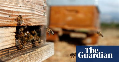 Hive Heists Why The Next Threat To Bees Is Organized Crime Roffbeat