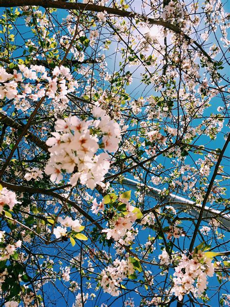 Aesthetic Photography Chola Backdrop Cherry Blossoms Selinaa Blossom