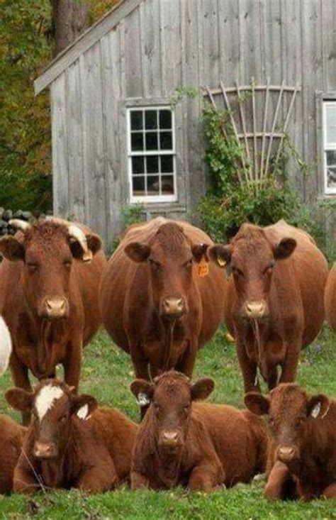 Pin By Sheila Sanford On Farmhouse Love Cow Cow Calf