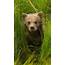 Brown Bear Cub Hiding In Grass Lake Clark National Park Alaska USA 