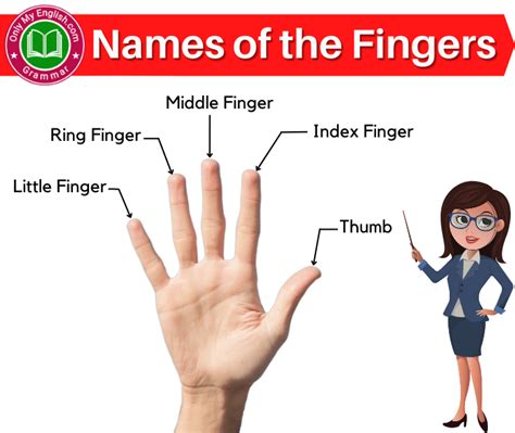 Five Fingers Name In English
