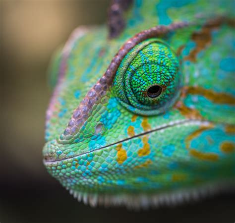 Free Images Animal Bright Chameleon Close Up Color Exotic Eye Lizard Macro Pattern