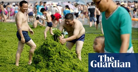 Chinese Beaches Overwhelmed By Algae In Pictures Environment The