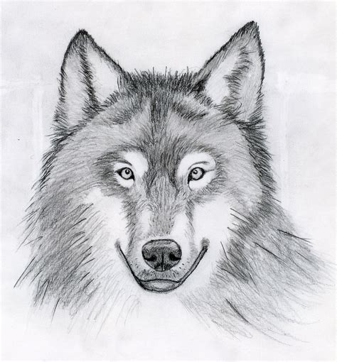 Pencil Cool Wolf Drawing Easy Bmp Mathematical