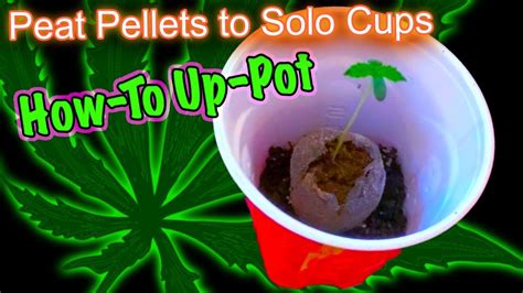 how to transplant cannabis seedlings from jiffy peat pods to solo cups and meet the cast