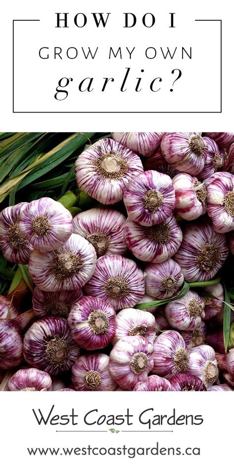 Grow Your Own Garlic This Fall Fall Garden Vegetables Growing Garlic Growing Food Indoors