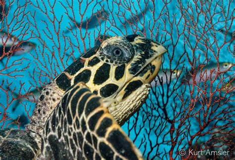 Underwater Sea Turtle Photography