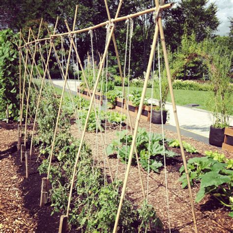 Create A Tomato Trellis With String Ropes Direct Ropes Direct