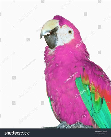 Pink Macaw Parrot Isolated On White Stock Photo 5629042 Shutterstock