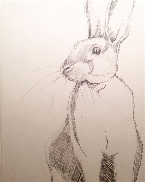 A Pencil Sketch Of A White Rabbit Sketchbook Sketching Pencil
