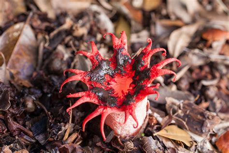 Unusual Red Fungus Flower Aseröe Rubra Seen In My Garden Flickr