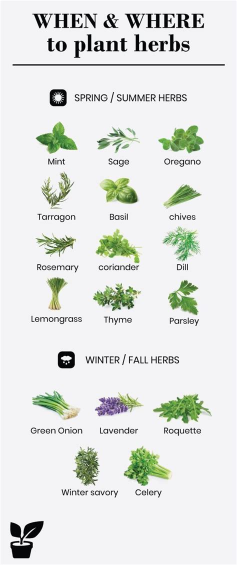 When To Plant Herbs And Where Summer Herbs Winter Herbs And