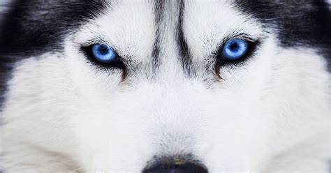 Droll Siberian Husky Blue Eyes Baby L2sanpiero