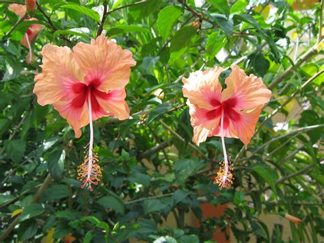 Menanam pokok manggis mengunakan dahan yang sudah matang. Kenanganku: BUNGA RAYA DI TAMANKU...........