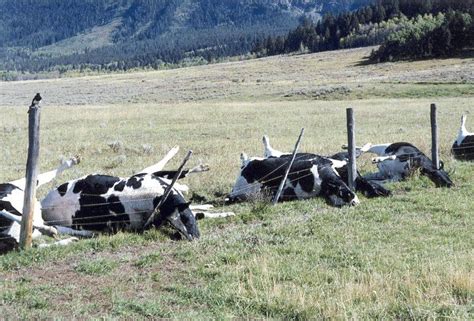 Cow Stuck In Fence Photo