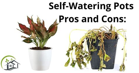 Self Watering Pots Pros And Cons Problems With Self Watering Pots