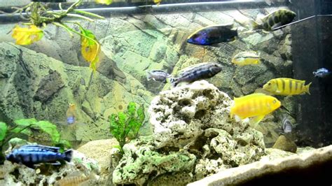 Tutorial Tuesday Breeding African Cichlids Youtube