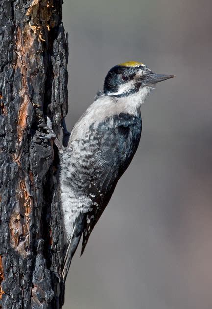 Tom Kogut Photography Pacific Northwest Birds Woodpeckers