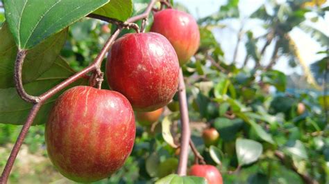 Kashmiri Apple Ber की 9 महीना का पौधा में 50 किलो फल आया हुआ है Applebernursery Youtube