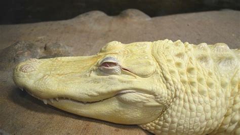 Two Albino Alligators Produced Eggs In This Florida City