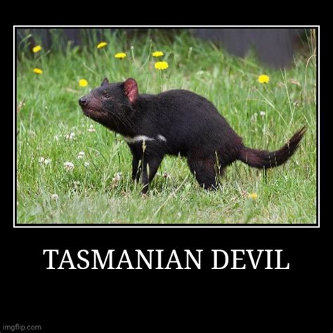 Tasmanian Devil Imgflip