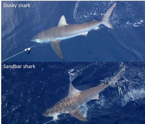 Shark Identification For Cooperative Shark Tagging Program S W Noaa