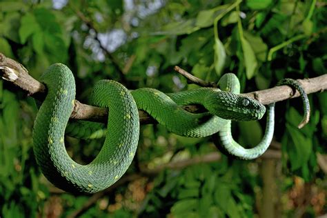 West African Tree Viper Atheris Chlorechis On Branch Togo Photograph