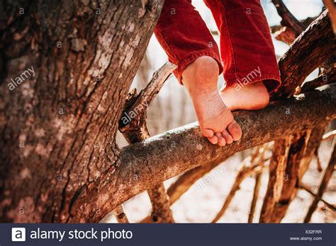 Boy Climbing Tree Barefoot Stockfotos Und Bilder Kaufen Alamy