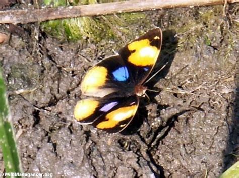 Picture Yellow And Blue Butterfly On Ground Blue Butterfly Yellow