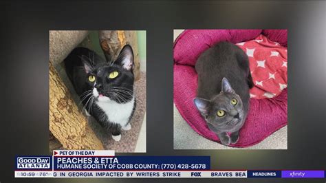 Pet Of The Day From The Humane Society Of Cobb County