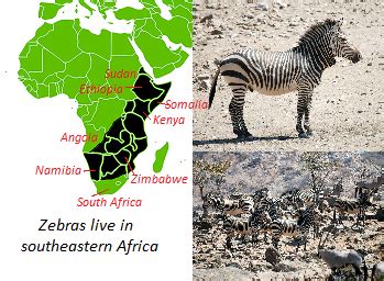 Also where do zebras live has a direct connection with their ages as well. Jungle Maps: Map Of Africa Where Zebras Live