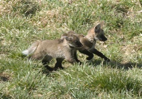 Maned Wolf Pups Smithsonian Institution