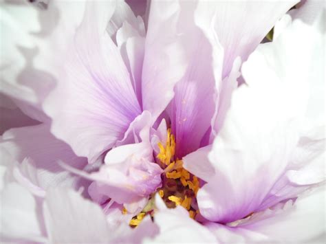 Images Gratuites La Nature Blanc Pétale Rose Flore Fermer