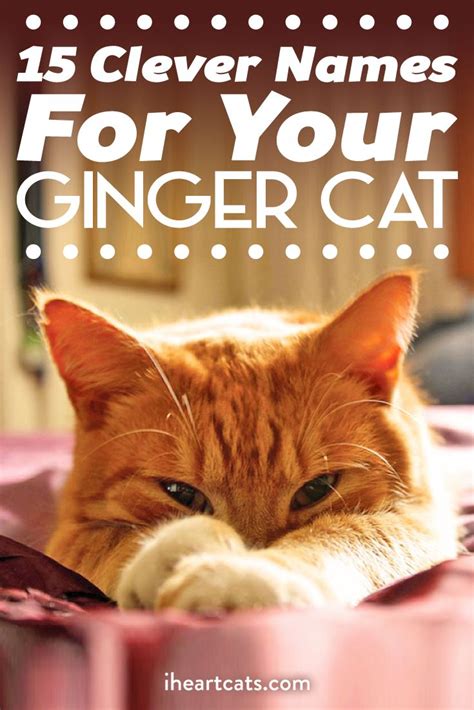 15 Clever Names For Your Ginger Cat Kitten Names Boy