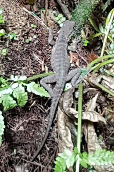 Another Australian Water Dragon At Large Media Release 22 March 2018