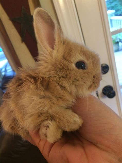 Mother In Laws Rabbits Had Some Fluffy Bunnies Recently Raww