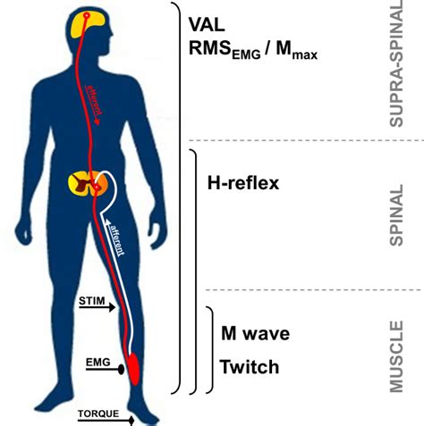 Overview Of The Neuromuscular Measurements Stim Nerve Stimulation