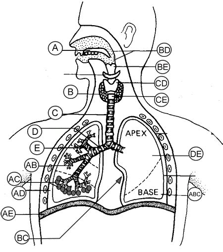 Unlabelled Basic Respiratory System Diagram